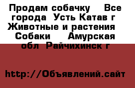 Продам собачку  - Все города, Усть-Катав г. Животные и растения » Собаки   . Амурская обл.,Райчихинск г.